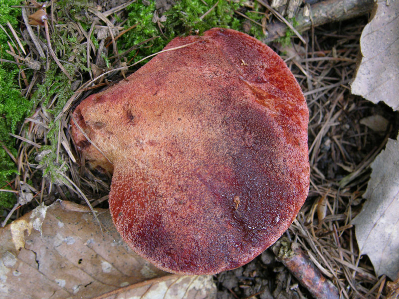 Fistulina hepatica (Schaeff.) With.